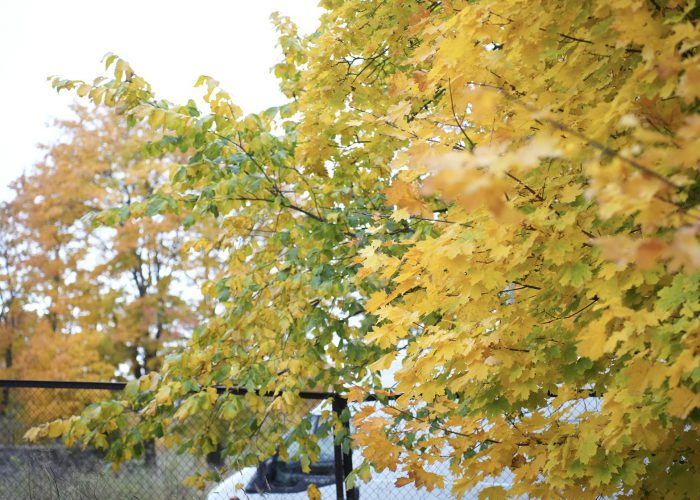 Lasnamäel noorendatakse hekke ja põõsaid