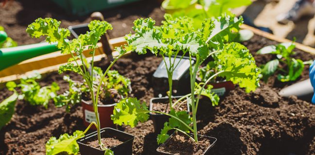 Botaanikaaia ehitustööd lähevad talvepausile
