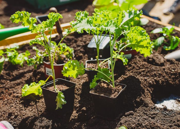 Строительство ботанического сада временно приостанавливается на зимний период