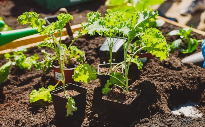 Botaanikaaia ehitustööd lähevad talvepausile