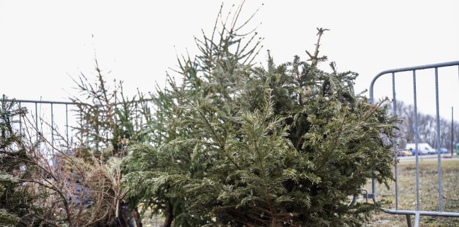 Alates 2. jaanuarist on Lasnamäel avatud 15 jõulukuuskede kogumiskohta